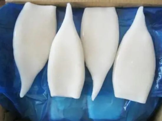 Squid Frozen