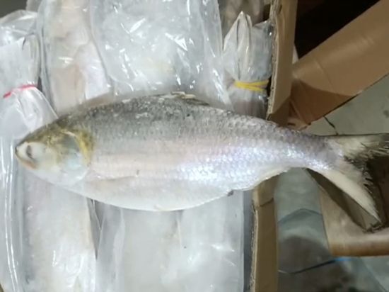Hilsa Frozen