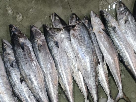 Sheer Fish