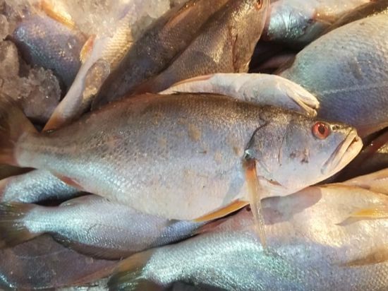 Sea Bass