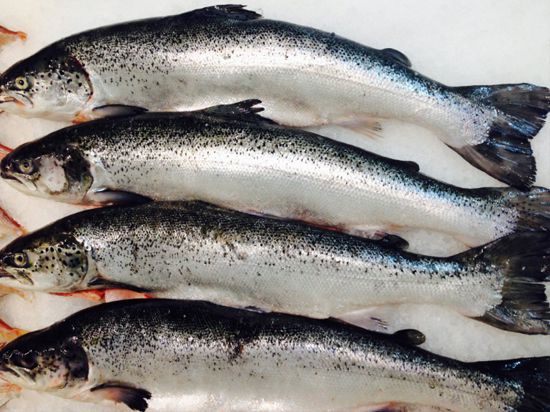 Salmon Fish