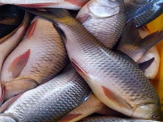 Rohu Fish