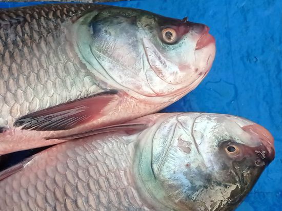 Katal Fish